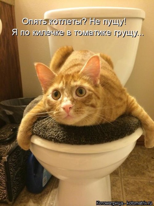 Лучшая котоматрица недели  смешные картинки