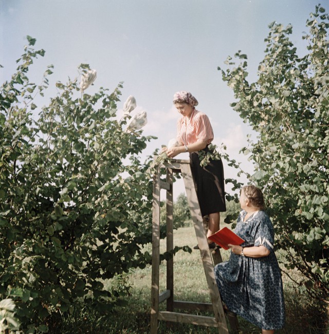 1950-е в цветных фотографиях 50-е года, фото, CCCP