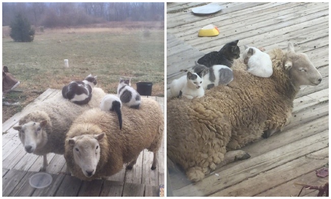 25 животных, которые плевали на эти ваши правила 