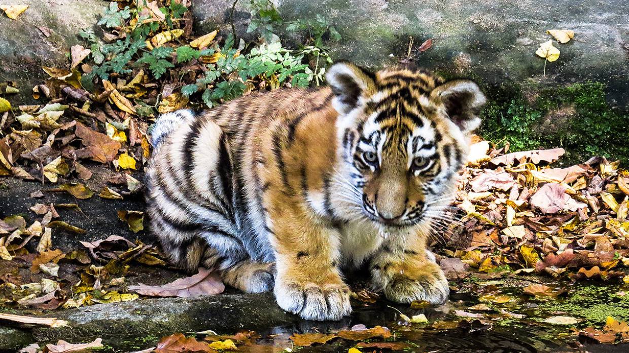 Нижегородцы выберут имена для тигрят, которые родились в зоопарке «Лимпопо»