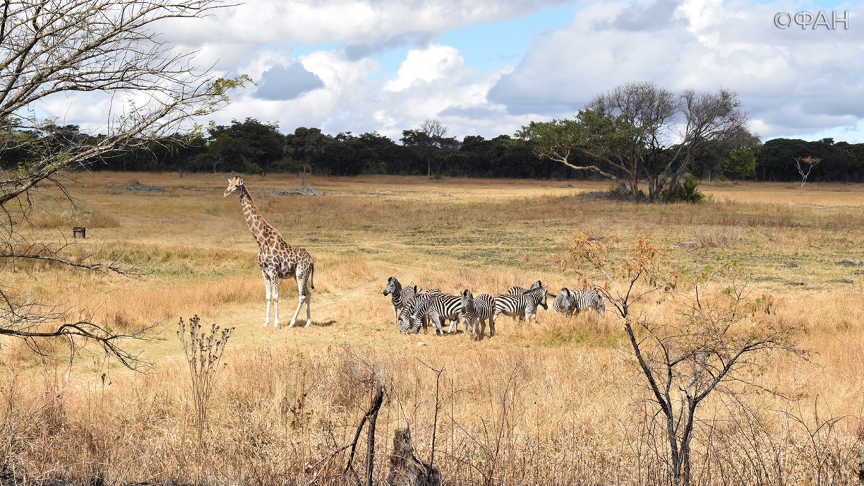 Пандемия COVID-19 привела к активизации браконьеров в Африке Пандемия COVID-19 привела к активизации браконьеров в Африке Весь мир