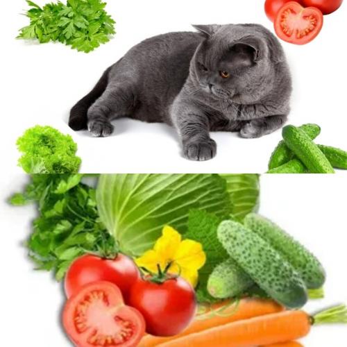 Существует несколько овощей, которые можно давать кошкам в качестве дополнительной пищи.