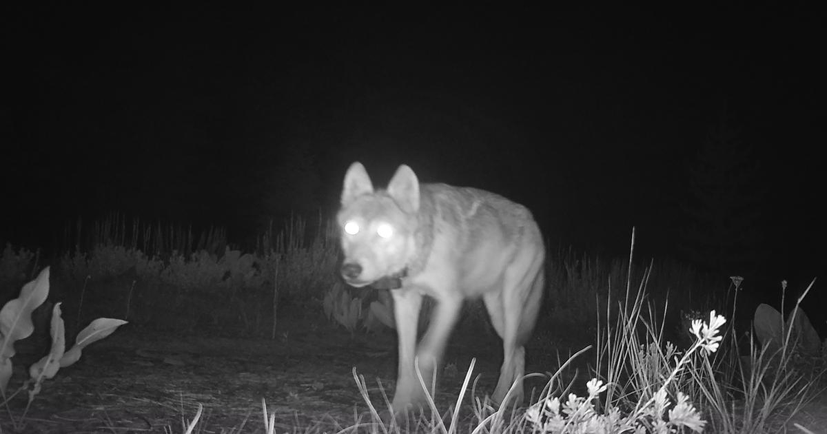 В Калифорнии на камеры попал исчезнувший около 100 лет назад волк