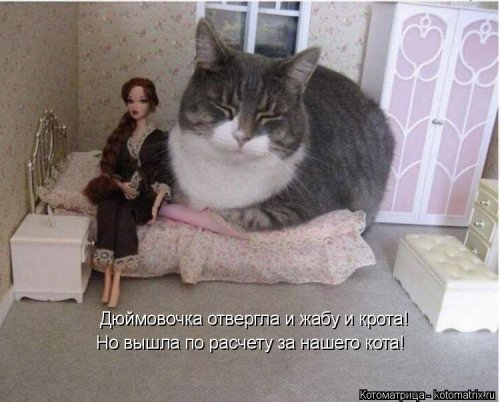 Лучшая котоматрица недели  смешные картинки