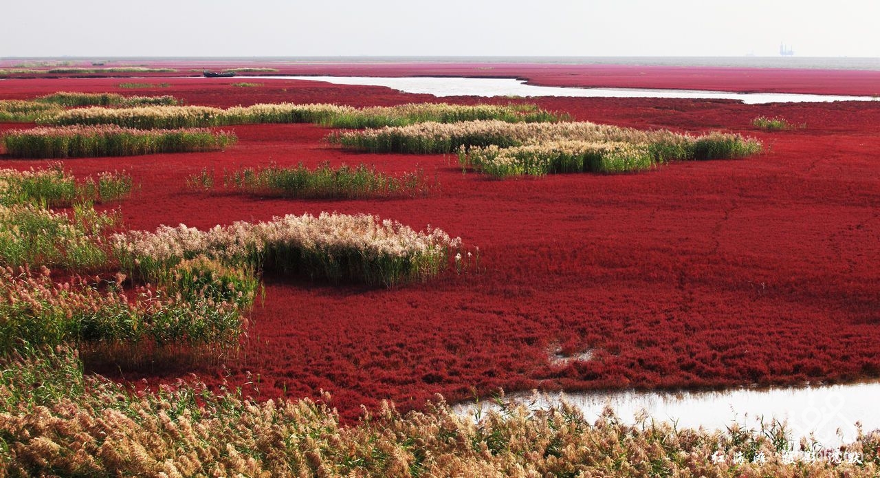Gallery-of-Panjin-Red-Beach