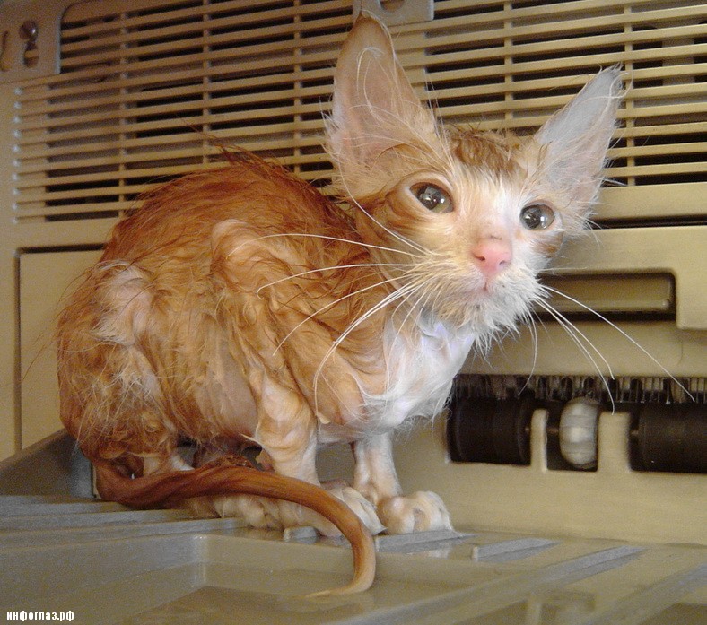 Влажные киски Влажные киски