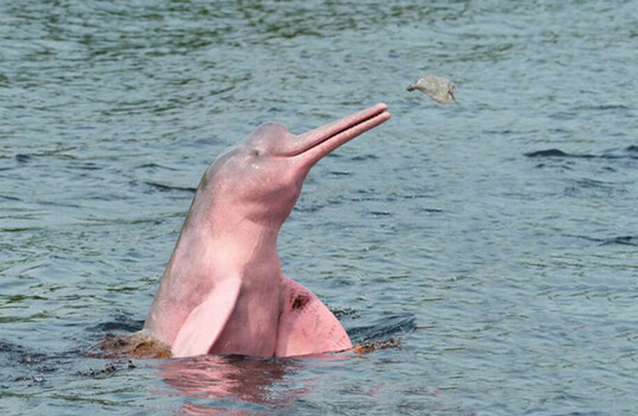 Где живут розовые дельфины