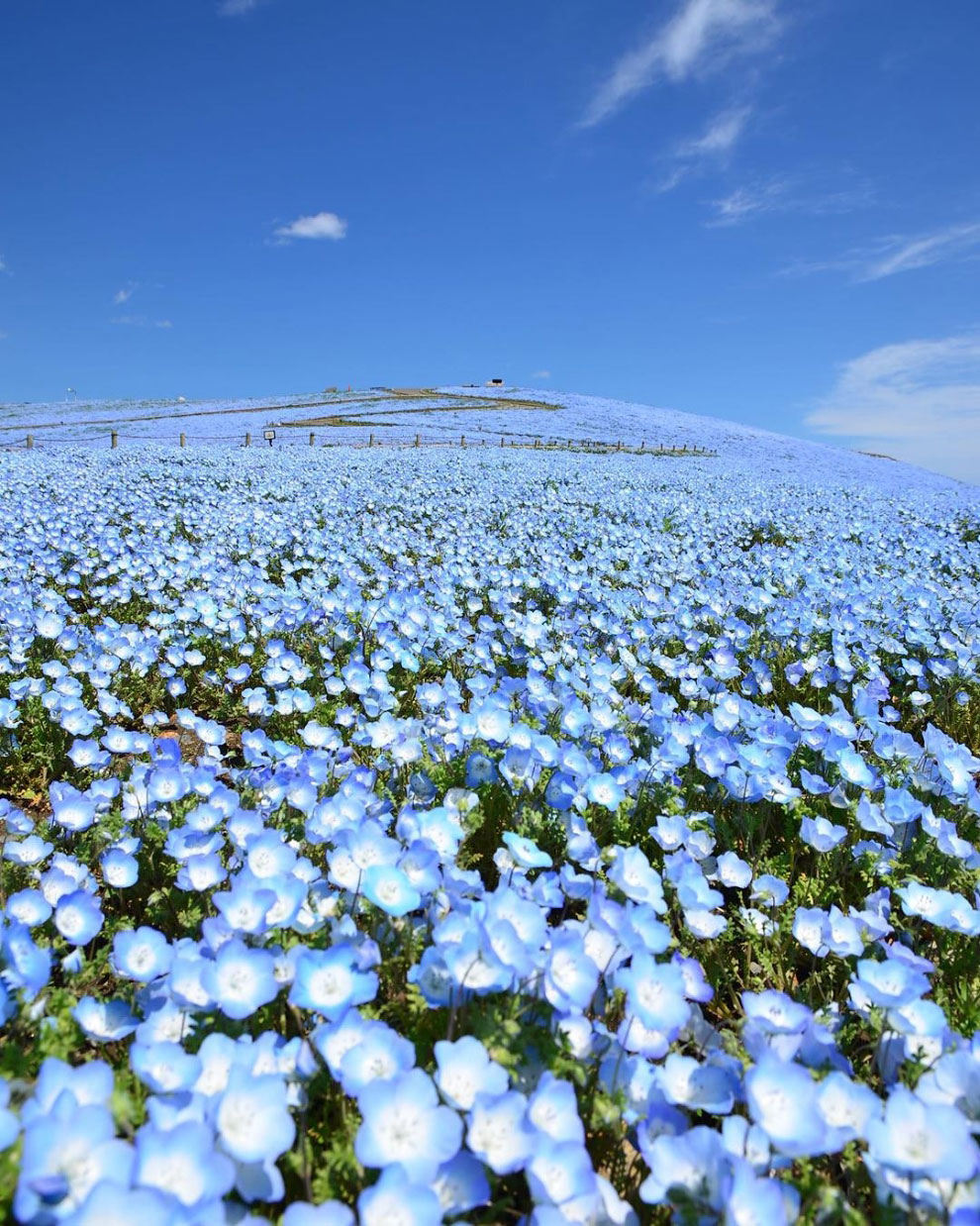 Немофилы в Национальном приморском парке Хитачи цветы