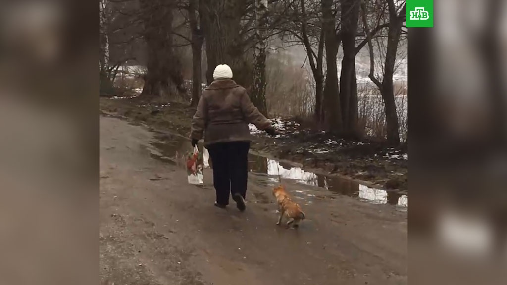 Hello street cat издевательство