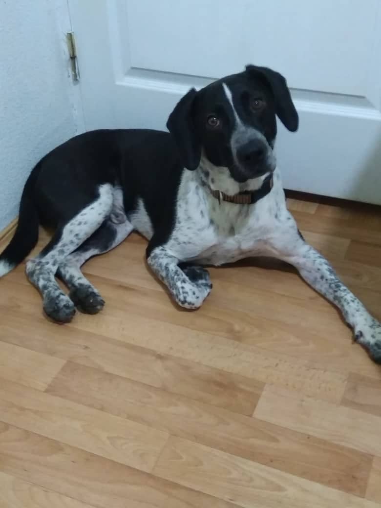 пёс в квартире