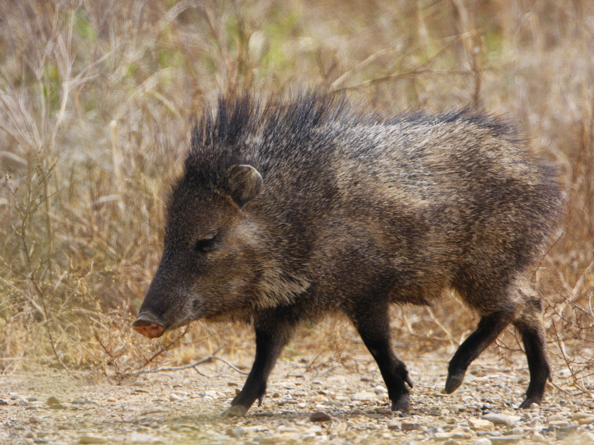 The Javelina isn’t a type of pig that I’m accustomed to seeing in Southwest...