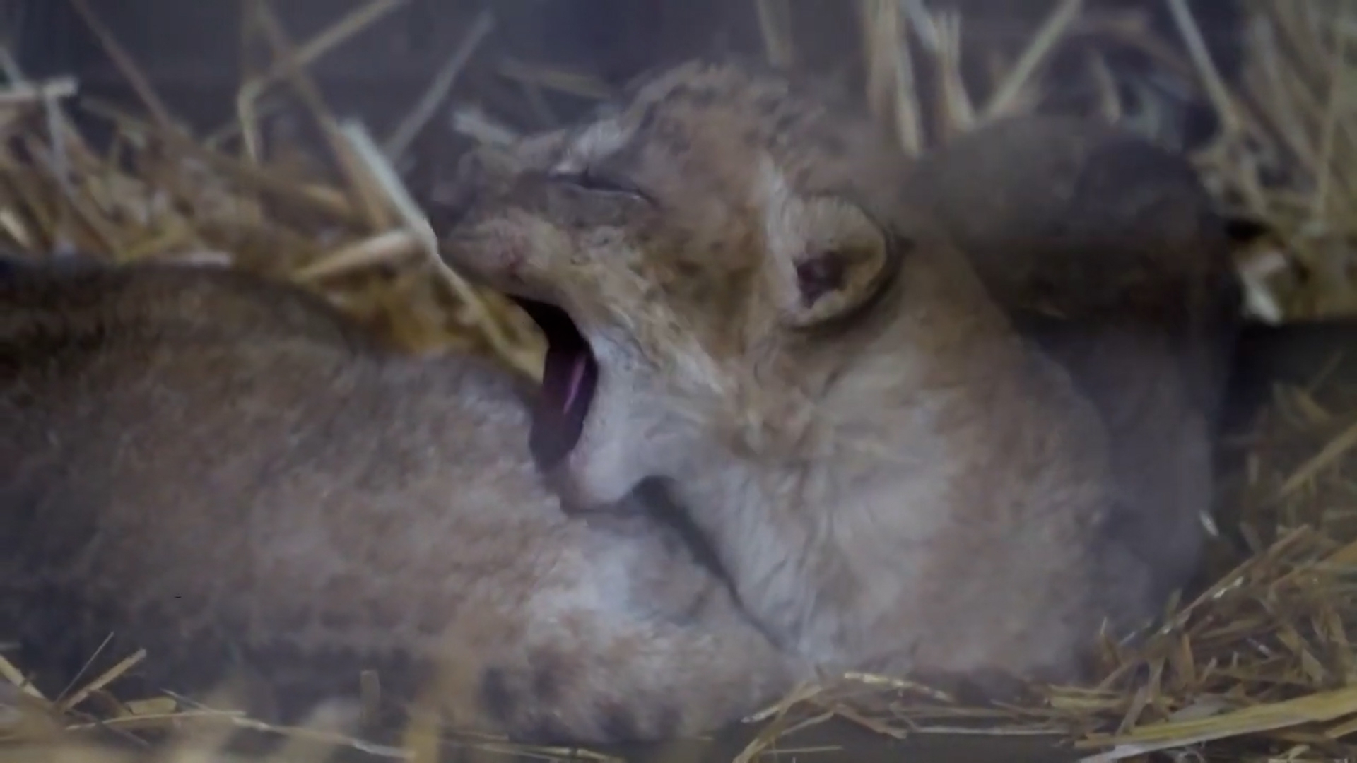 Двое из ларца: во Франции родились львята, которых не ждали