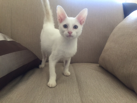 Ориентальная кошка. Уникальный белый окрас