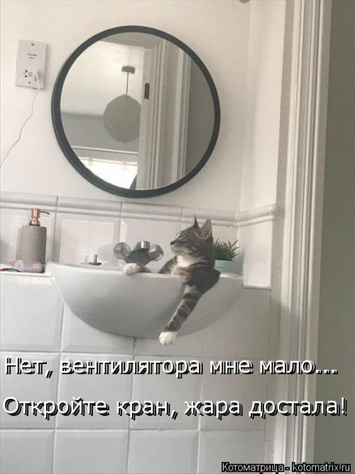 Лучшая котоматрица недели  позитив,смешные картинки,юмор