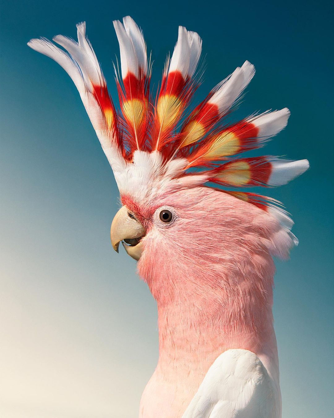 10+ невероятно красивых птиц, которым место на обложке журналов pixabaycomФотограф, также, синицаФилиппинский, орелКакаду, майора, МитчеллаВенценосный, голубь, ВикторияТукан, ТокоКрасный, кардиналТим, является, журавльЯкобинский, автором, Endangered, «Находящиеся, угрозой, исчезновения», и More, Human, «Больше