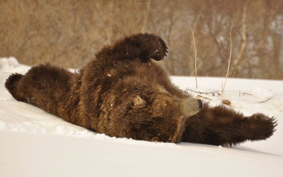 Когда просыпаются медведи в сибири. Медведь весной. Медведь проснулся. Медведь просыпается весной.