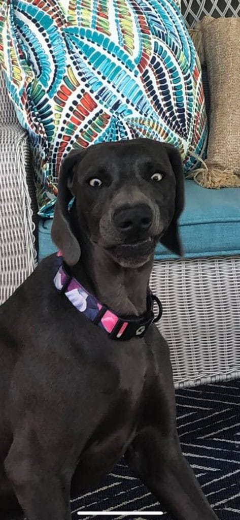 В ожидании чуда: необычная реакция собаки на беременную хозяйку истории из жизни