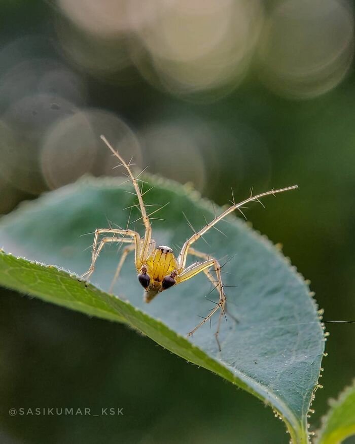 Фотография: 20-летний индиец делает невероятные фото насекомых на телефон №32 - BigPicture.ru