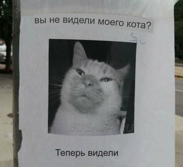 Прикольные КОТОмемы  