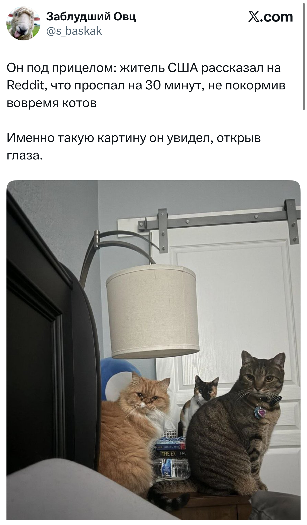 Лучшие шутки дня из X (Twitter): юмор, который не заблокировать