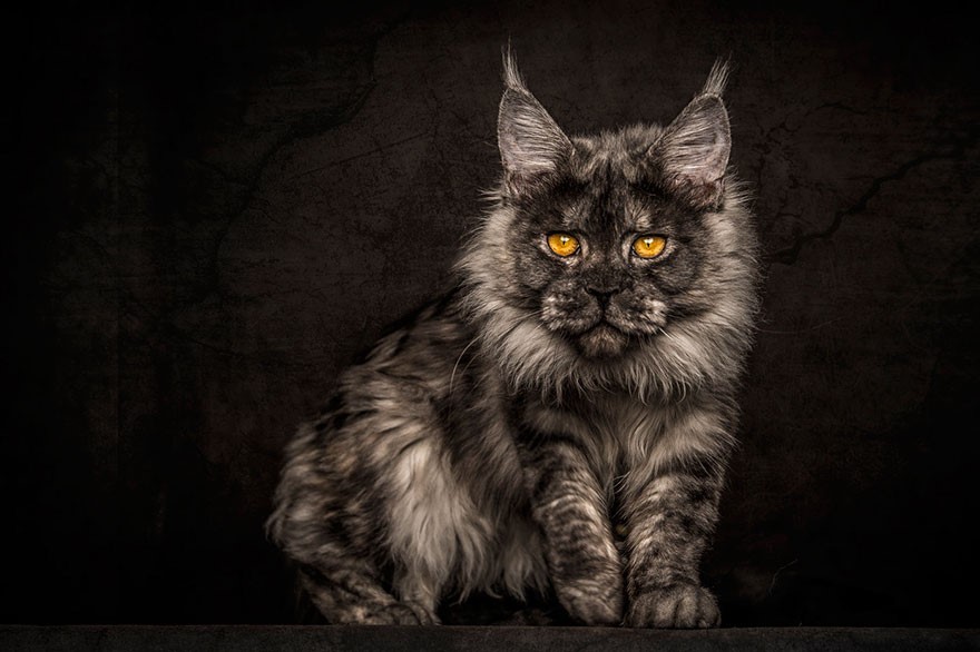 NewPix.ru - Американская енотовая кошка Maine Coon