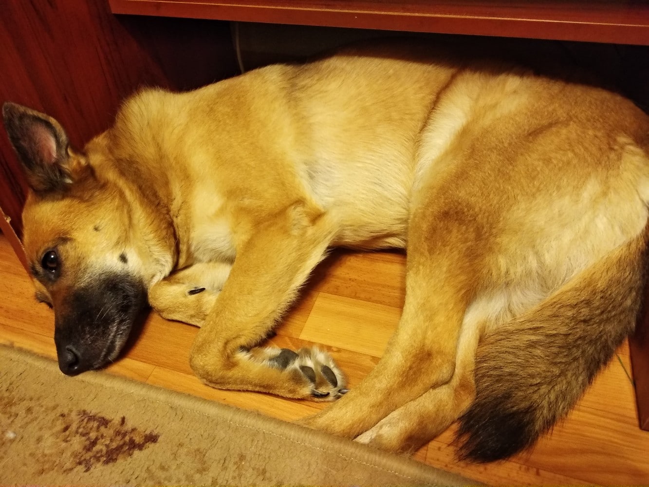 собака отдыхает