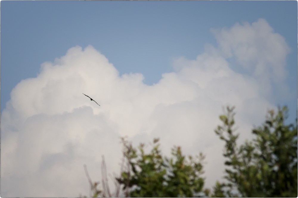 12. Черный коршун в небе [© NickFW.ru - 05.08.2017]
