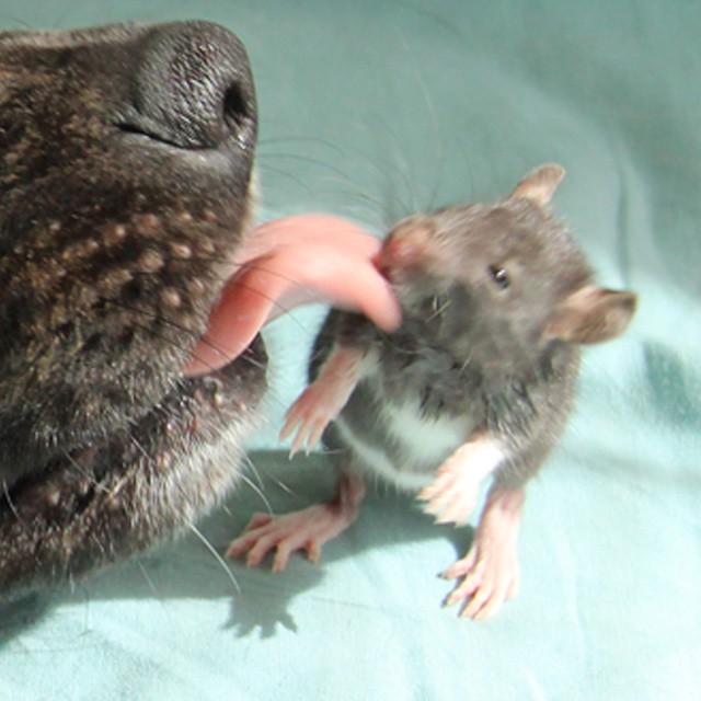 rat-dog-10
