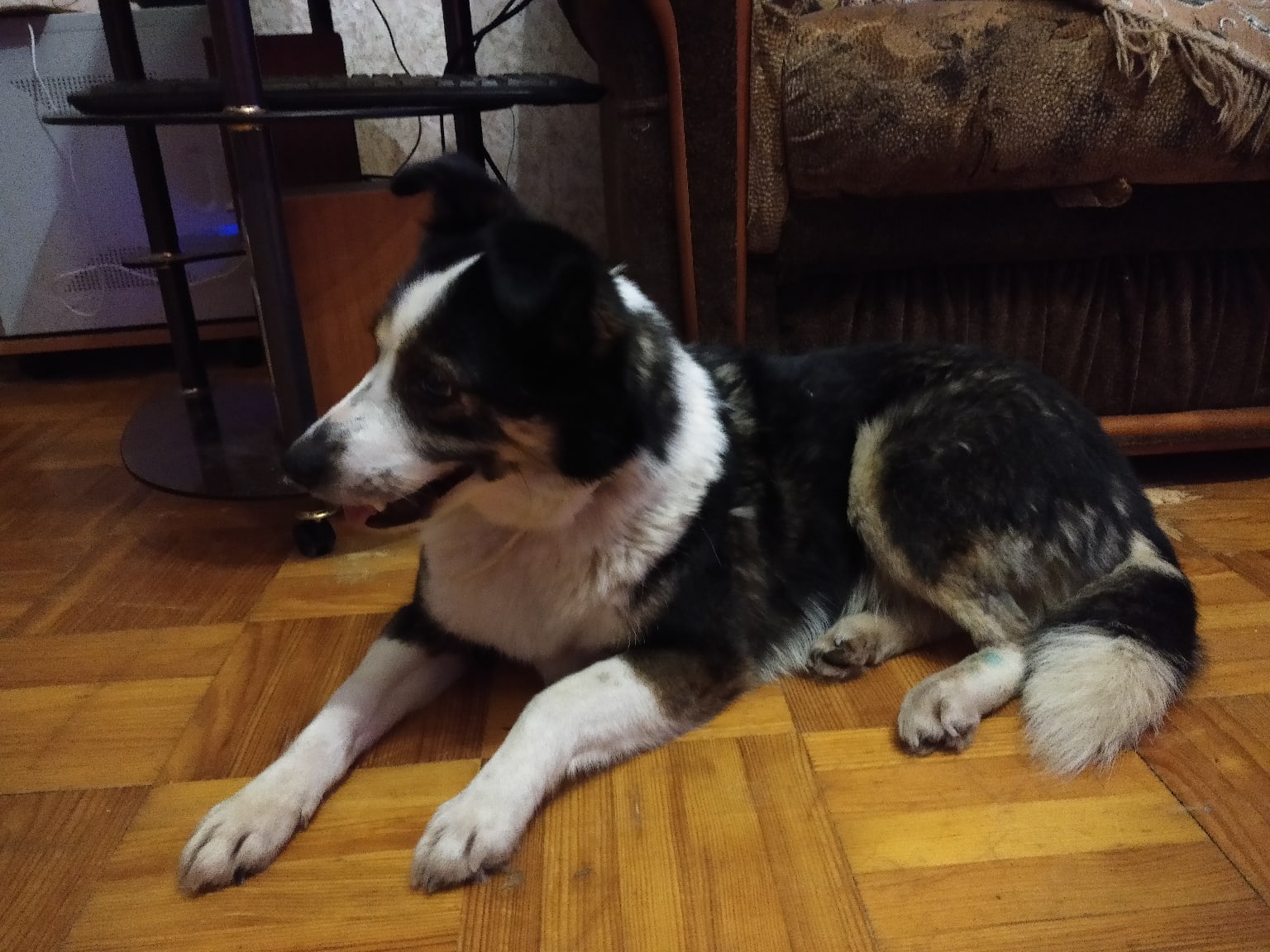 собака в доме