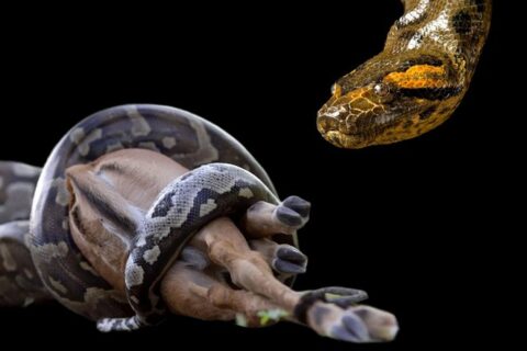 Как питоны переваривают человеческие тела целиком
