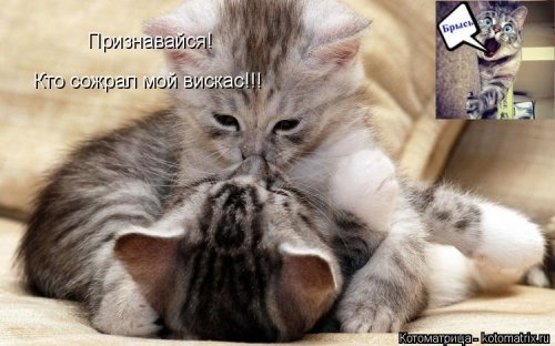Лучшая котоматрица недели  смешные картинки