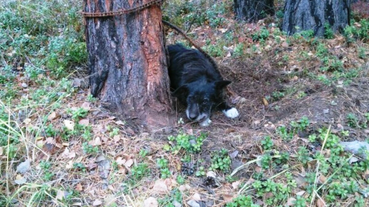 Чудо ты моё