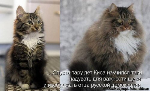 Лучшая котоматрица недели  смешные картинки