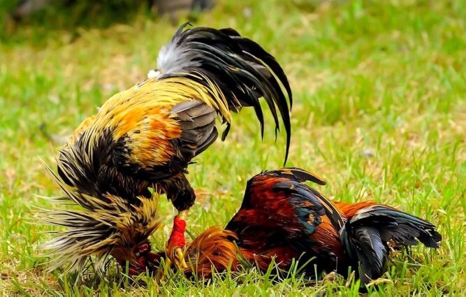 Два петуха терроризировали всю деревню, за что и поплатились 