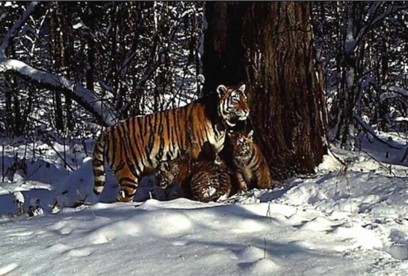 Амурский тигр: фото, описание. Сколько осталось амурских тигров в мире?