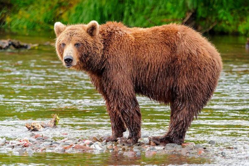 Что ест бурый медведь в дикой природе и где живет?