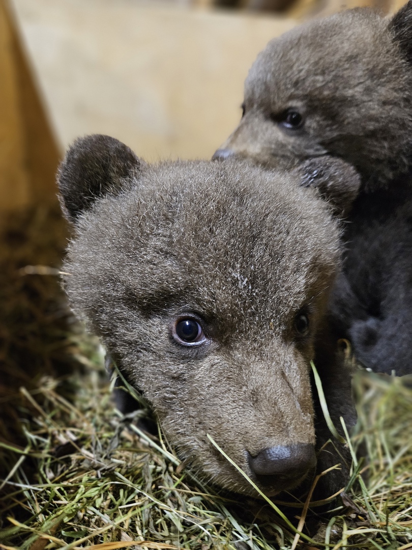 В Тверской области подопечные Центра спасения медвежат-сирот научились лазать по деревьям