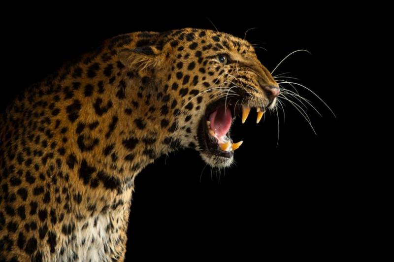 Индийский леопард: фото, образ жизни и места обитания
