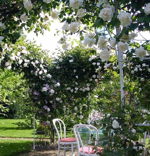 Плетистая роза правильный уход: 35 садовых арок из роз стеблей, куста, стебель, плетистой, цветов, когда, стороны, правильно, часть, чтобы, опоры, решетку, растение, только, сможете, стебли, побеги, верхушке, которые, другу