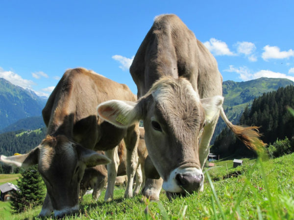 В Дагестане ввели штрафстоянки для коров