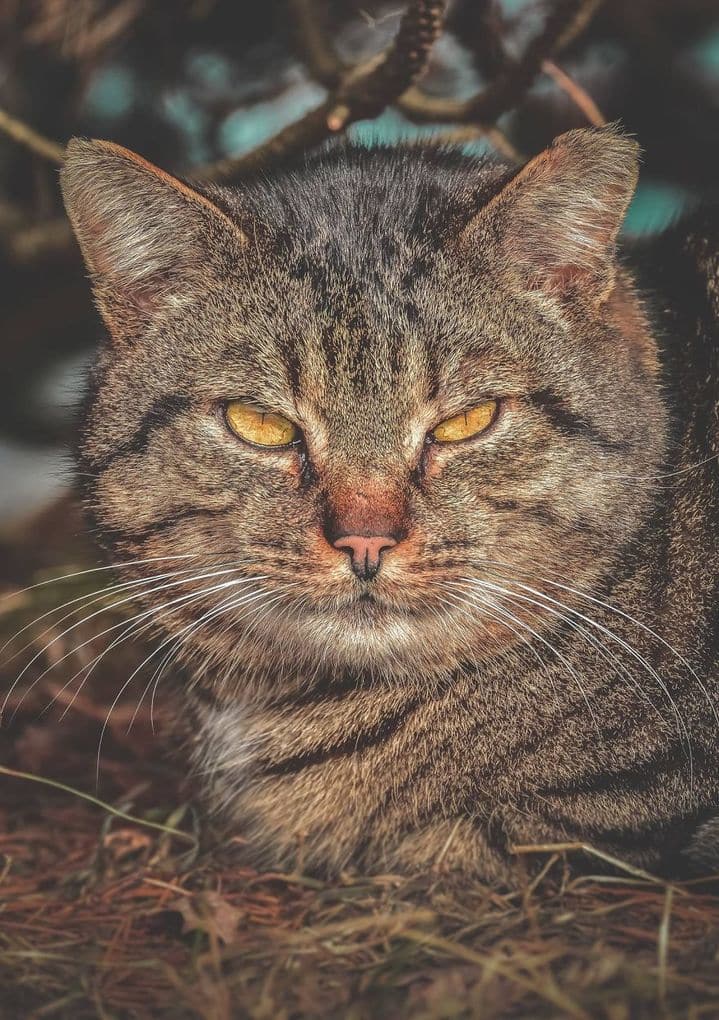 Portraits Of Stray Cats