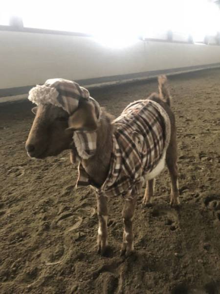 Прелестные животные, которые подарят вам улыбку 