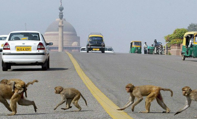 Тысяча обьезян устроила набег на индийский город Тысяча обьезян устроила набег на индийский город животные