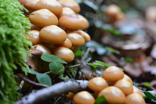 Где искать грибы опята, чтобы принести домой целую корзину? грибы, грибов, опята, перец, отварных, минут, можно, остудите, когда, теста, в лесу, опенок, добавьте, листьев, у молодых, молотый, только, после, опятаОпята, из опят