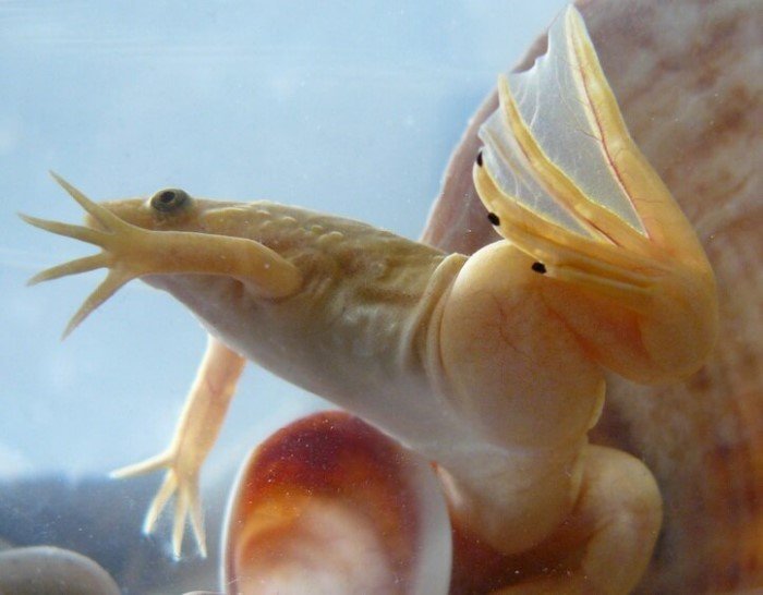 Ксенопус: Голенькая лягушка, геном которой мистическим образом слишком человеческий