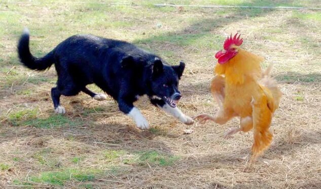 Два петуха терроризировали всю деревню, за что и поплатились 
