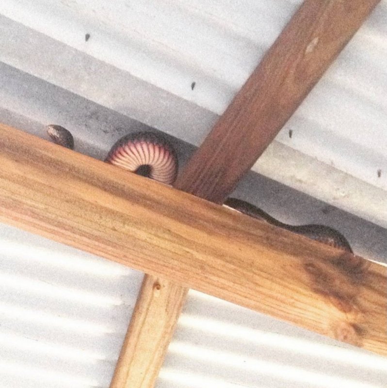 Змеи в доме - обычное дело для жителей Австралии австралия,змеи,интересное,мир