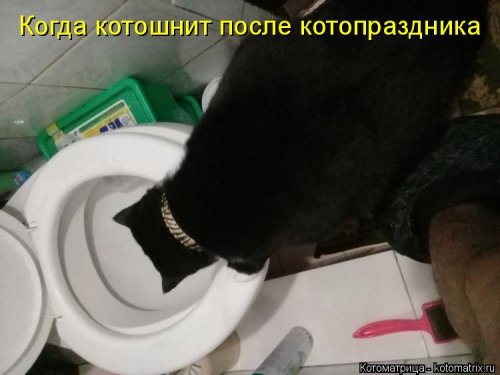 Лучшая котоматрица недели  позитив,смешные картинки,юмор