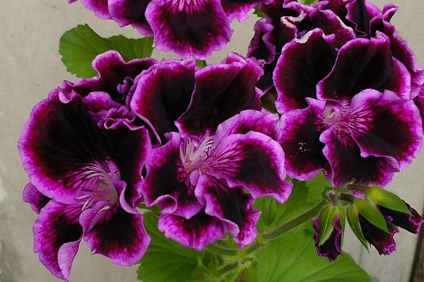 Пеларгония королевская: сорта с фото, уход в домашних условиях комнатные растения,цветоводство