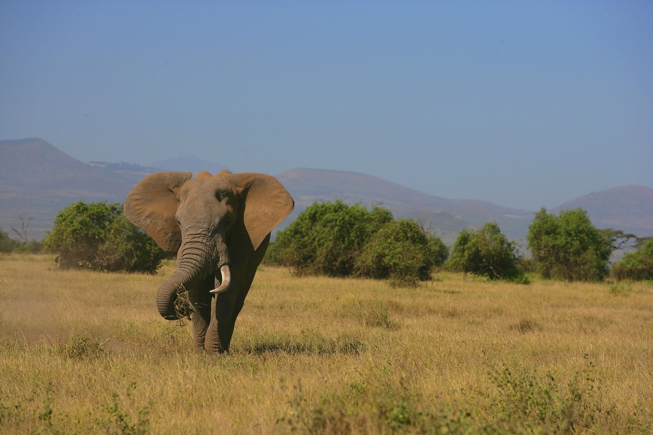 Смертельное африканское сафари: В Замбии слон убил вторую американскую туристку с начала года